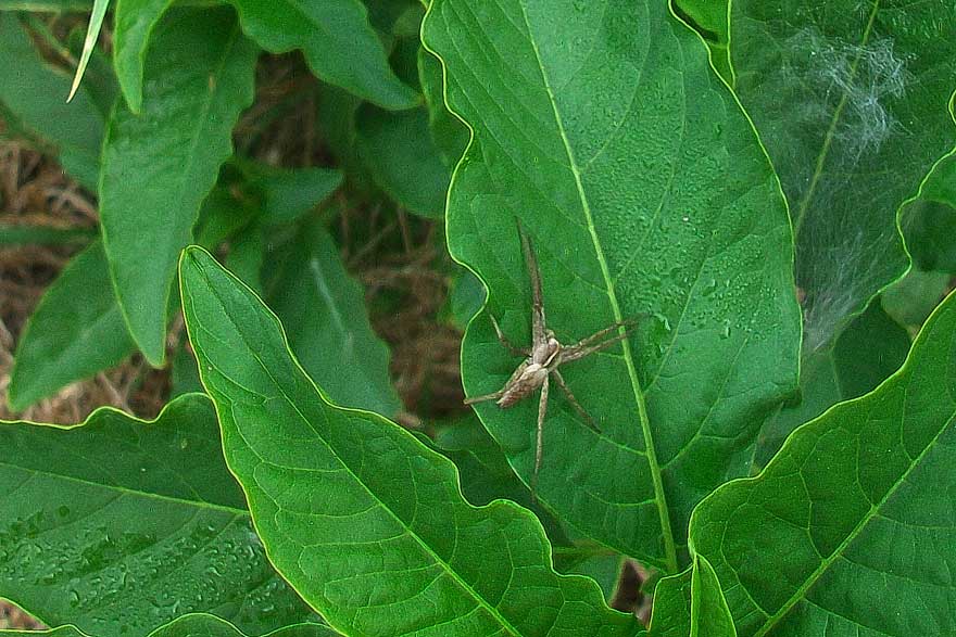Pisaura sp. -
