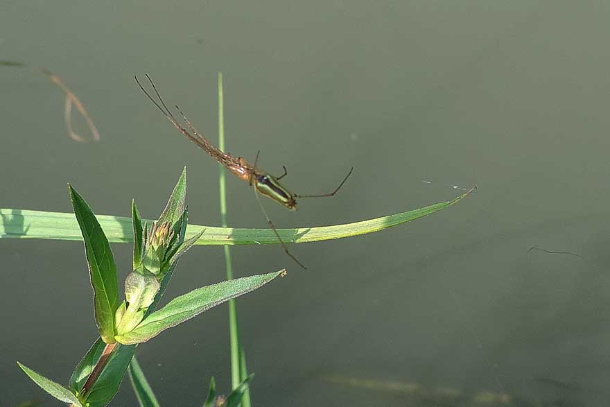 Tetragnatha sp. - Novara (NO)