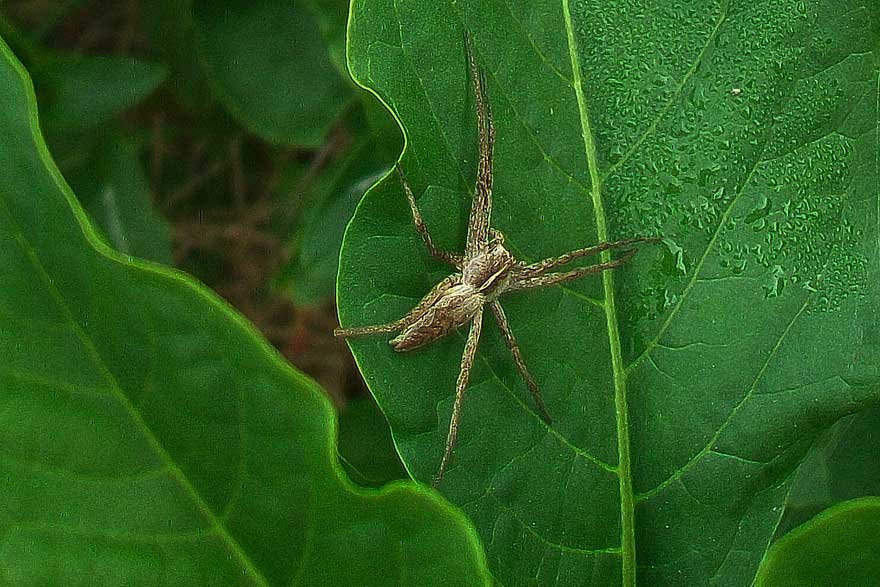 Pisaura sp. -