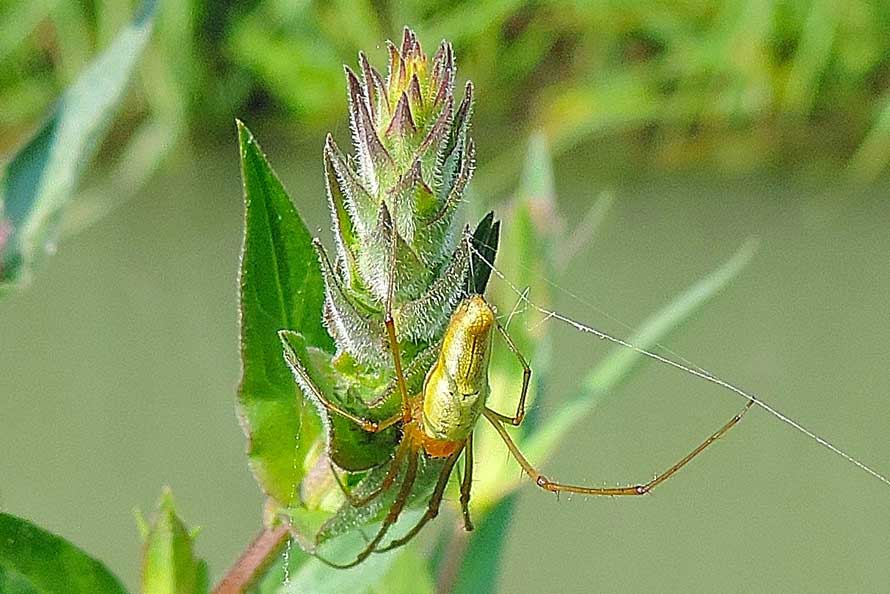 Tetragnatha sp. - Novara (NO)