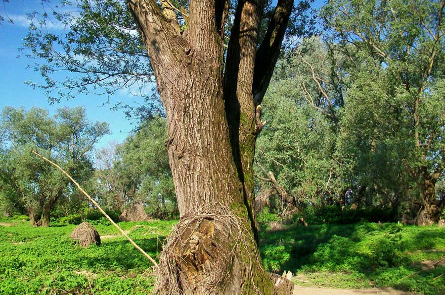 Da identificare - Salix sp.