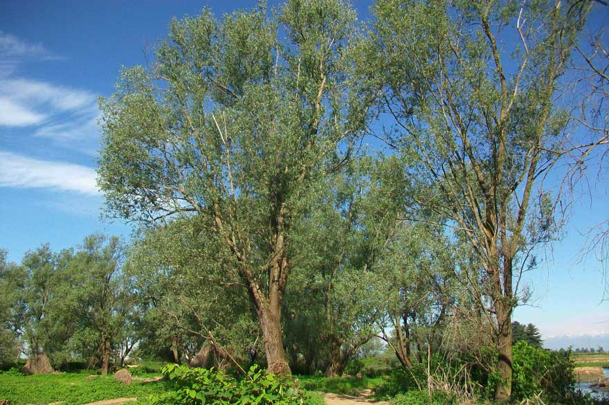 Da identificare - Salix sp.