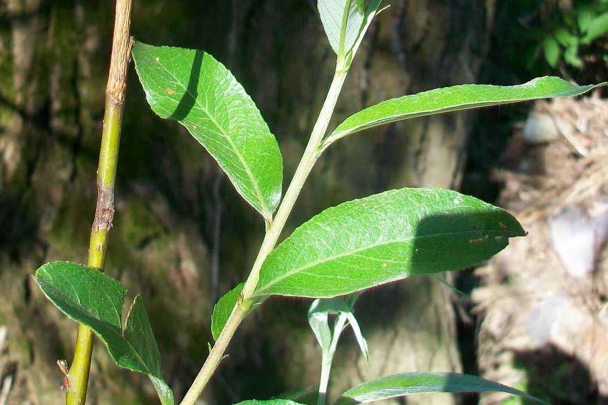 Da identificare - Salix sp.