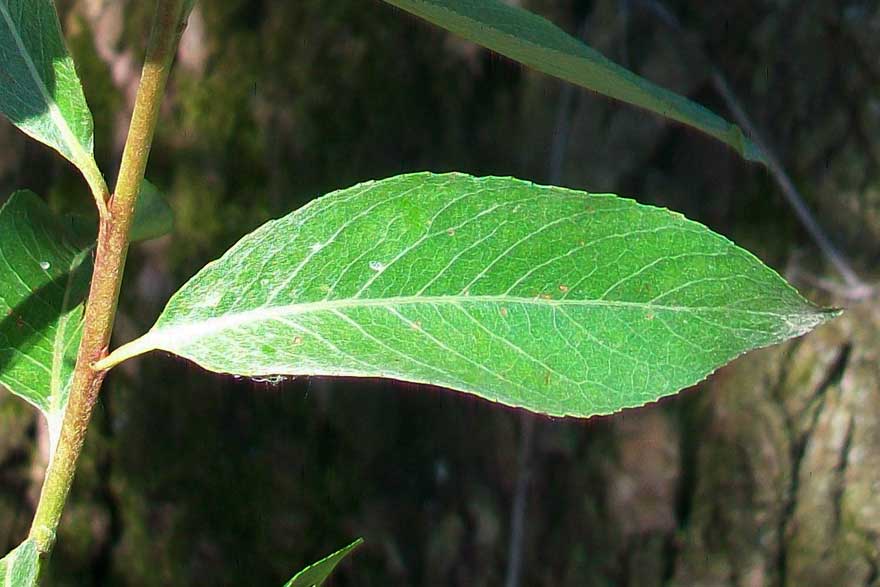 Da identificare - Salix sp.