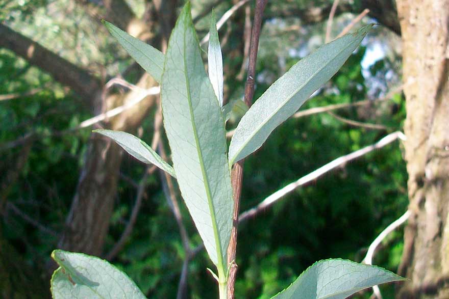 Da identificare - Salix sp.