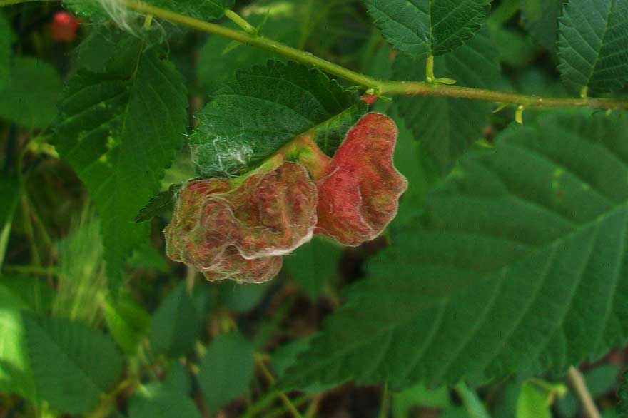 Galle su Ulmus minor