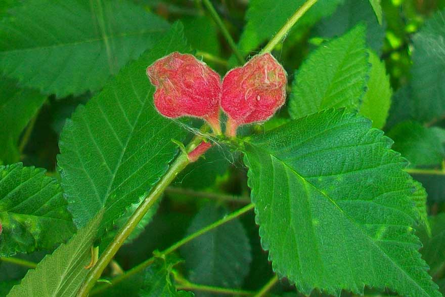 Galle su Ulmus minor