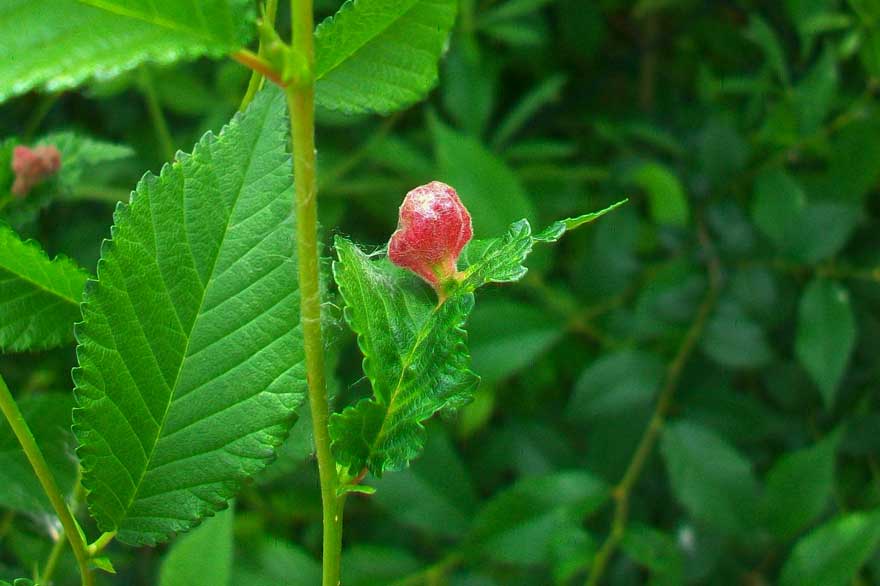 Galle su Ulmus minor