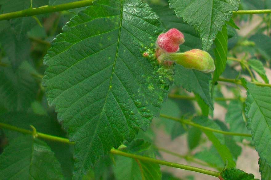 Galle su Ulmus minor