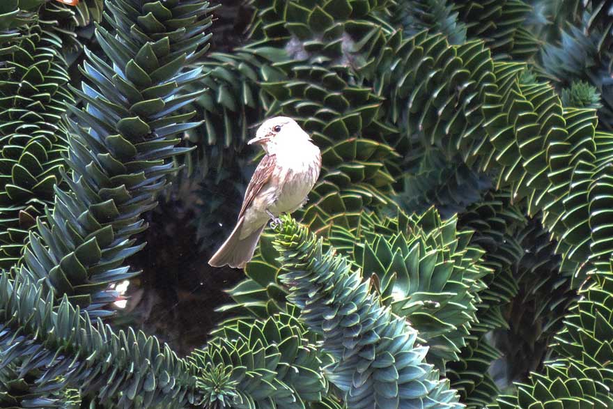 Uccellino da identificare