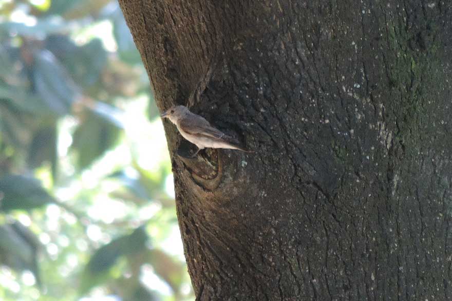 Uccellino da identificare