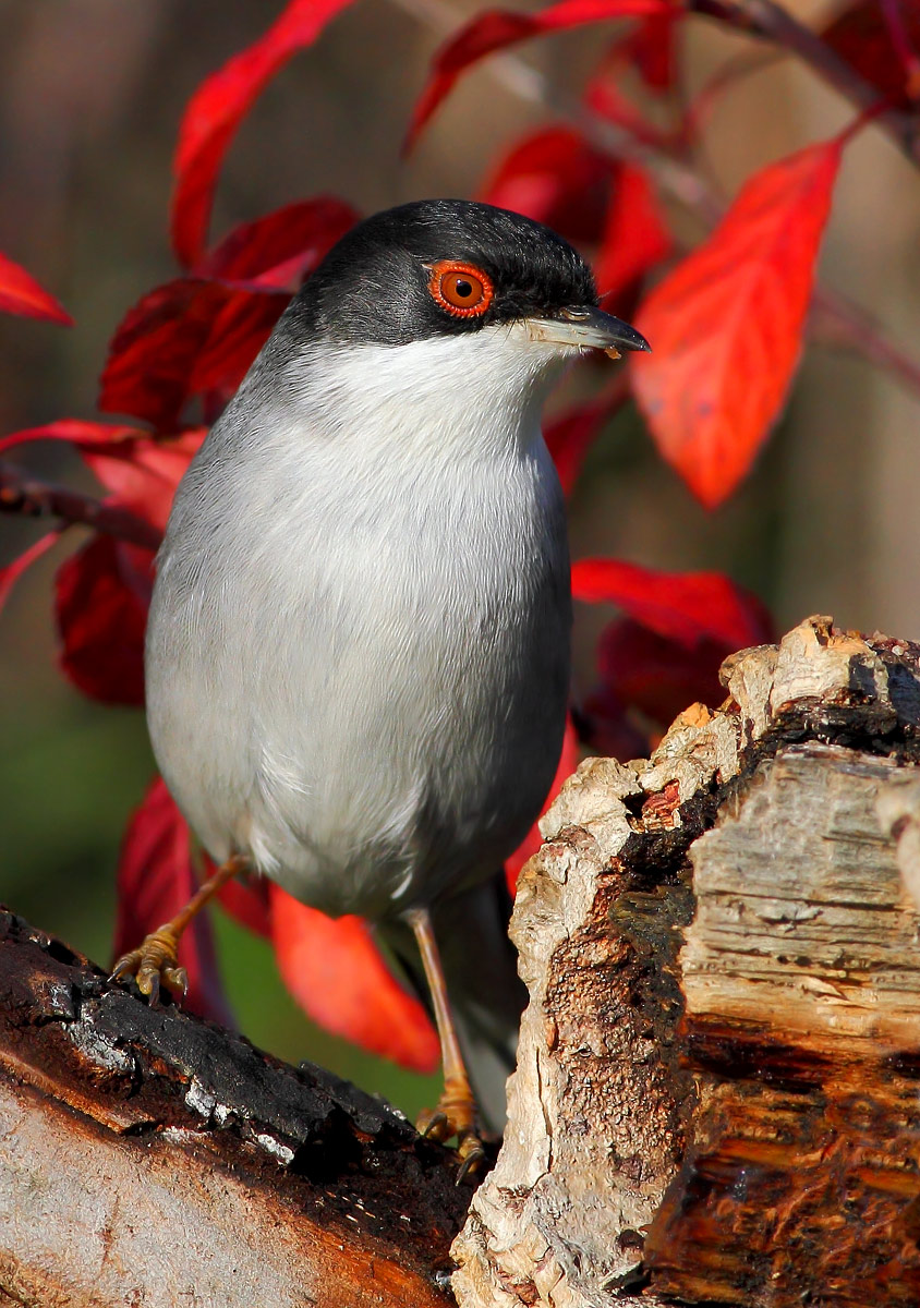 Occhiocotto (Sylvia melanocephala)