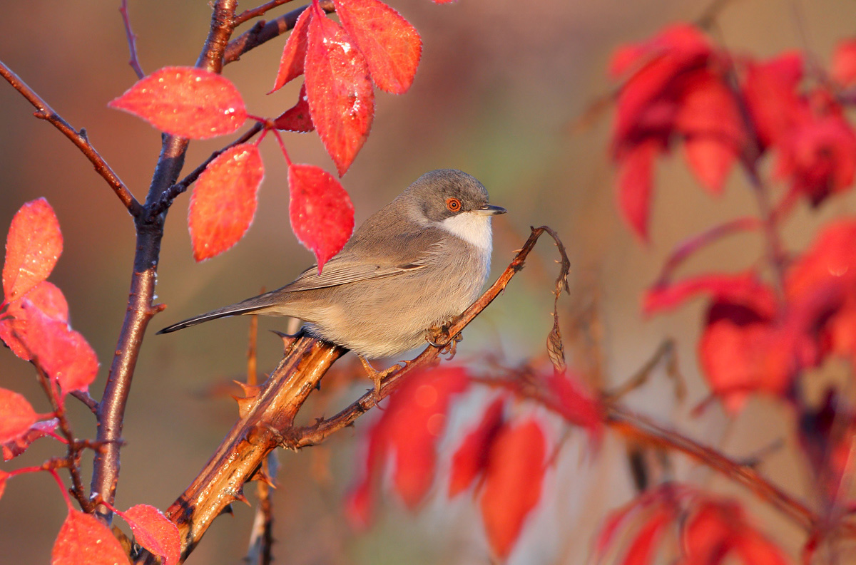 Occhiocotto (Sylvia melanocephala)