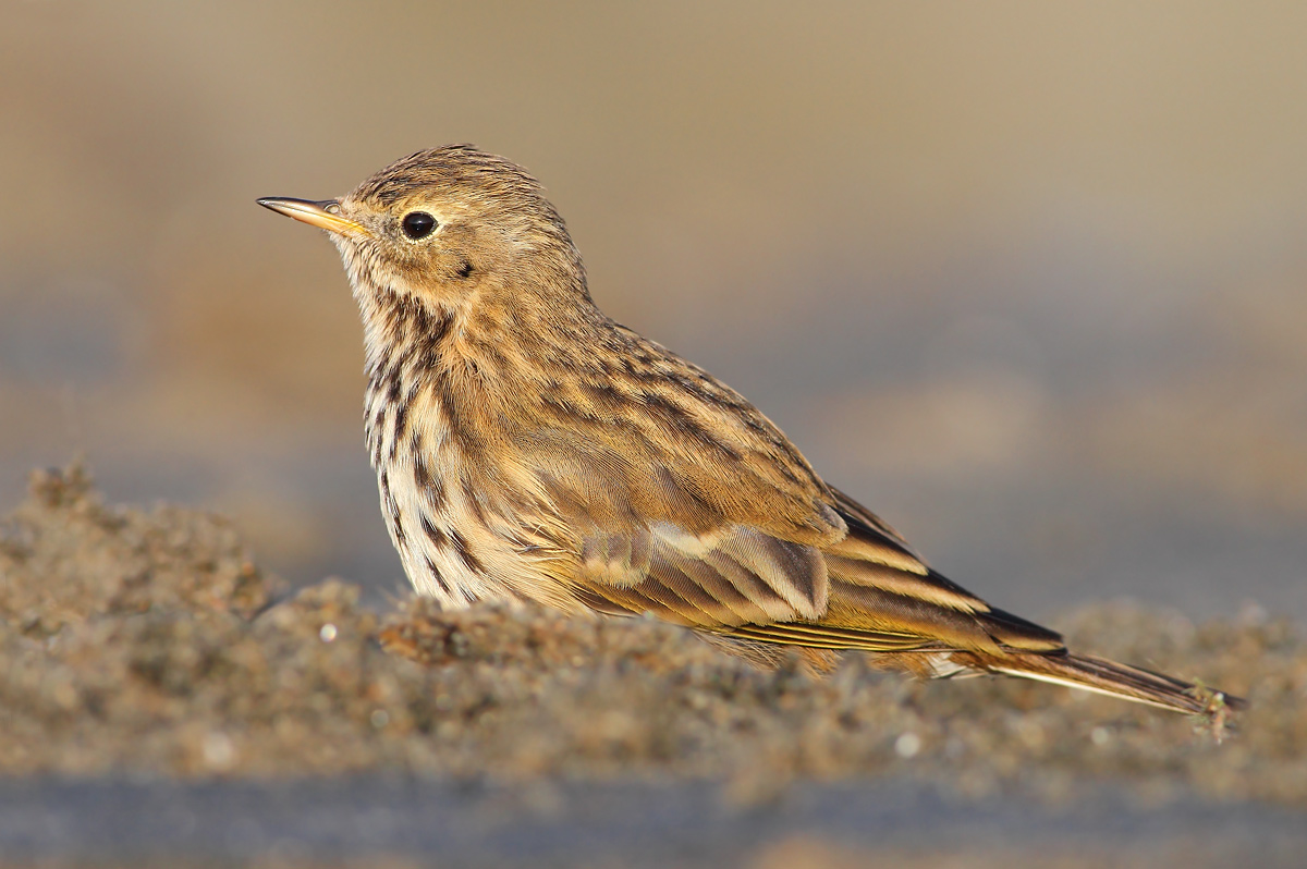 Pispola (Anthus pratensis)