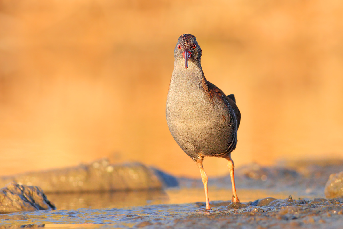 Porciglione (Rallus aquaticus)