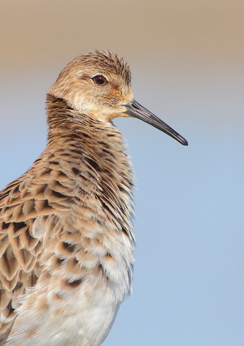 Combattente (Philomachus pugnax )