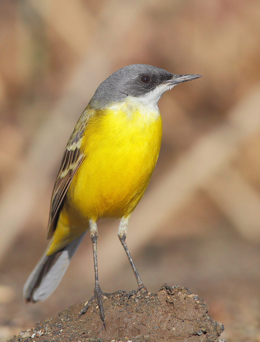 Cutrettola (Motacilla flava cinereocapilla)