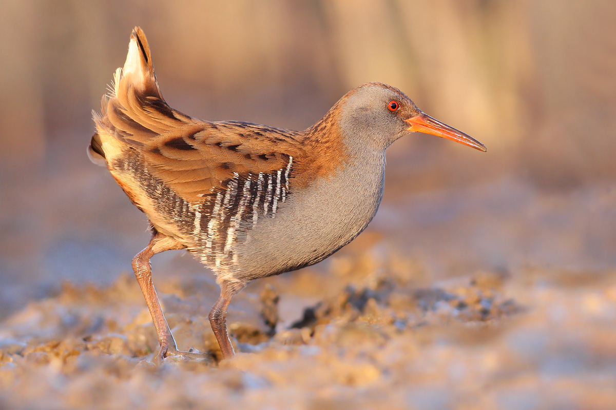 Porciglione  (Rallus aquaticus)
