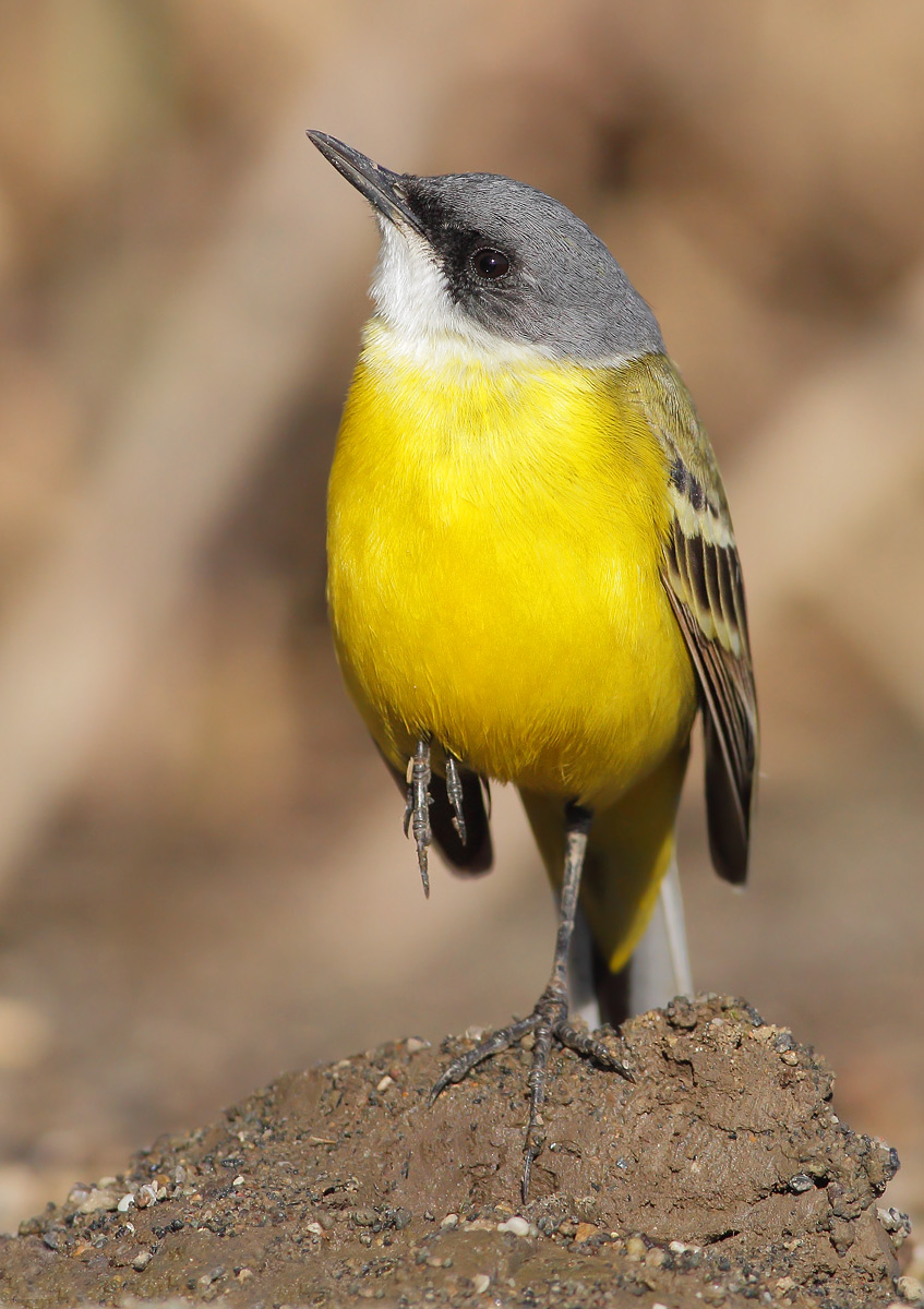 Cutrettola (Motacilla flava cinereocapilla)