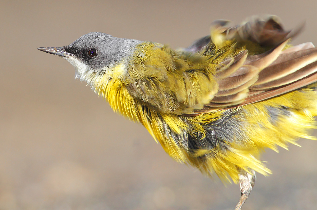 Cutrettola (Motacilla flava cinereocapilla)