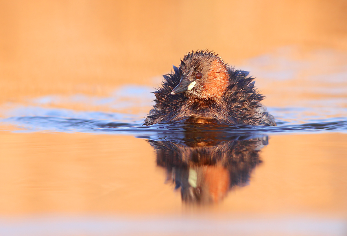 Tuffetto (Tachybaptus ruficollis)