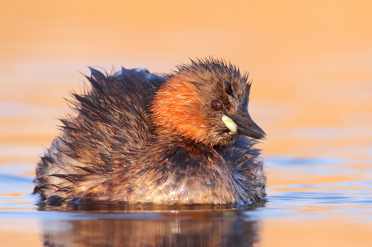 Tuffetto (Tachybaptus ruficollis)