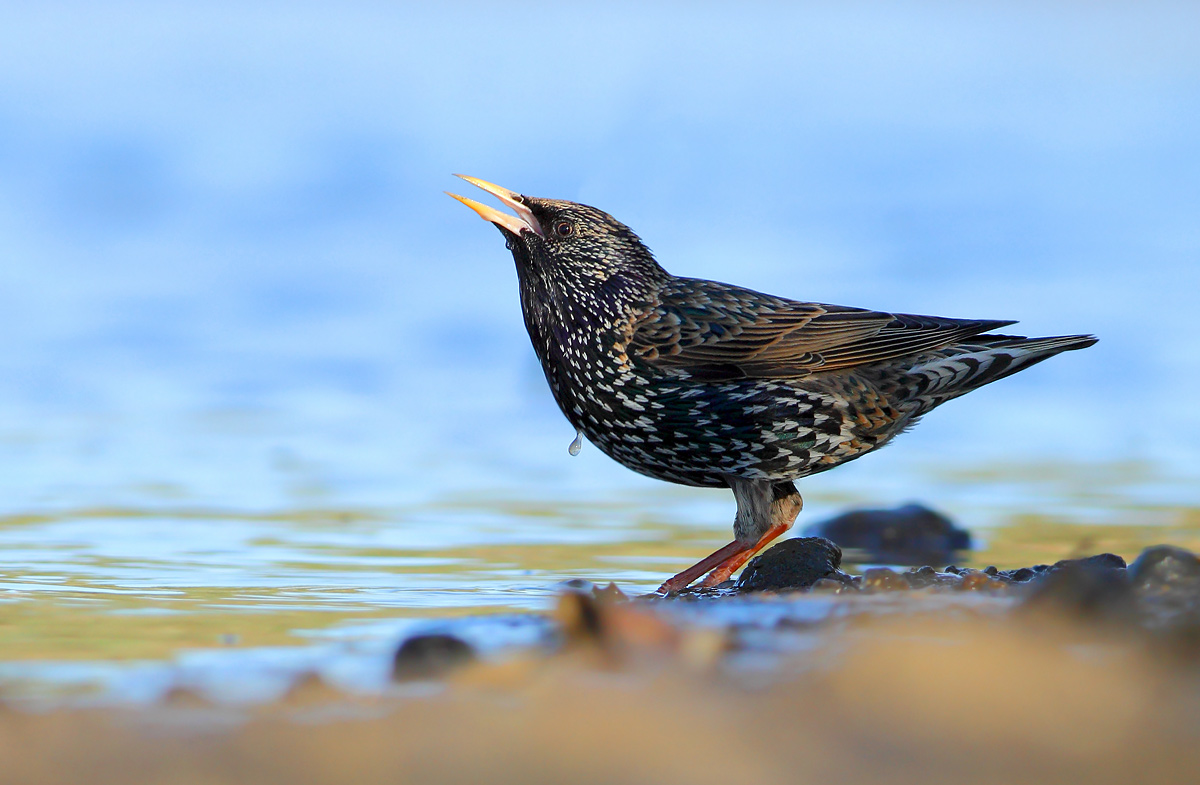 Storno (Sturnus vulgaris)