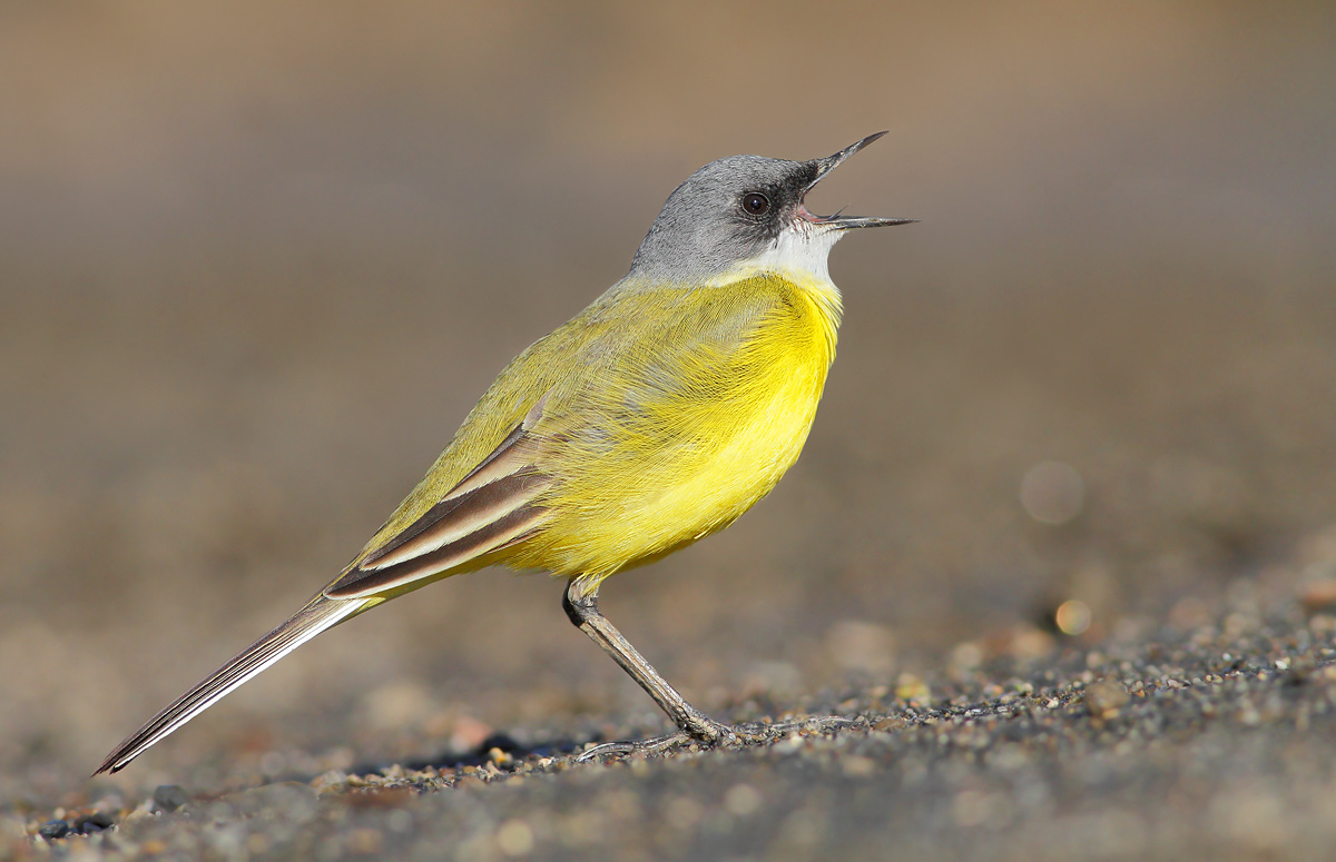 Cutrettola (Motacilla flava cinereocapilla)