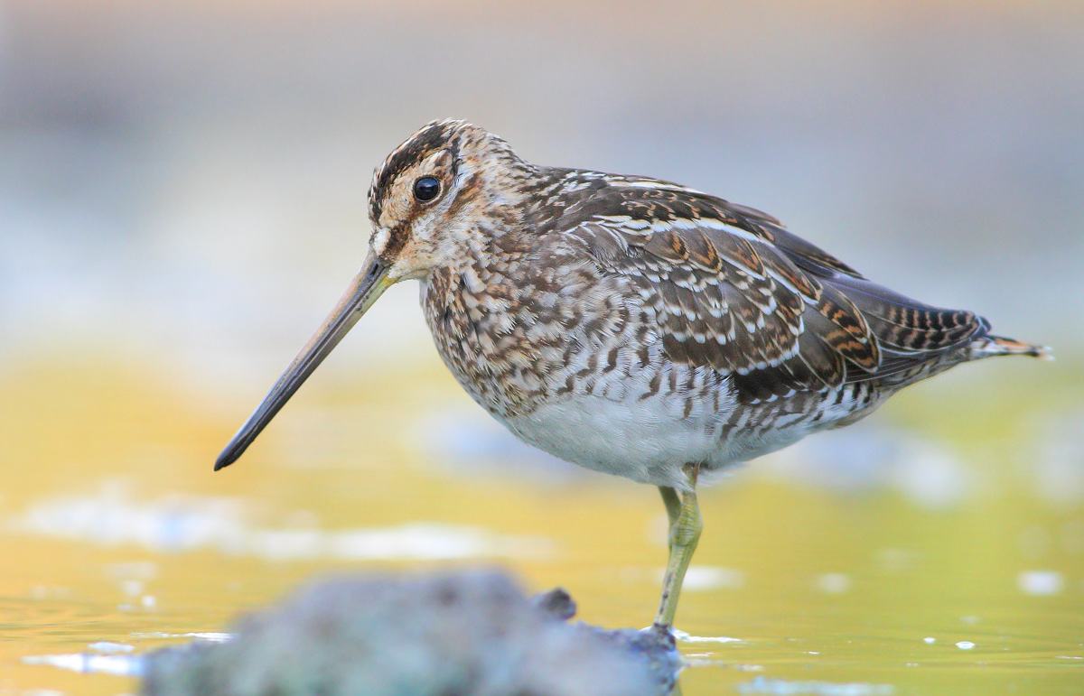 beccaccino o croccolone ?  Beccaccino (Gallinago gallinago)