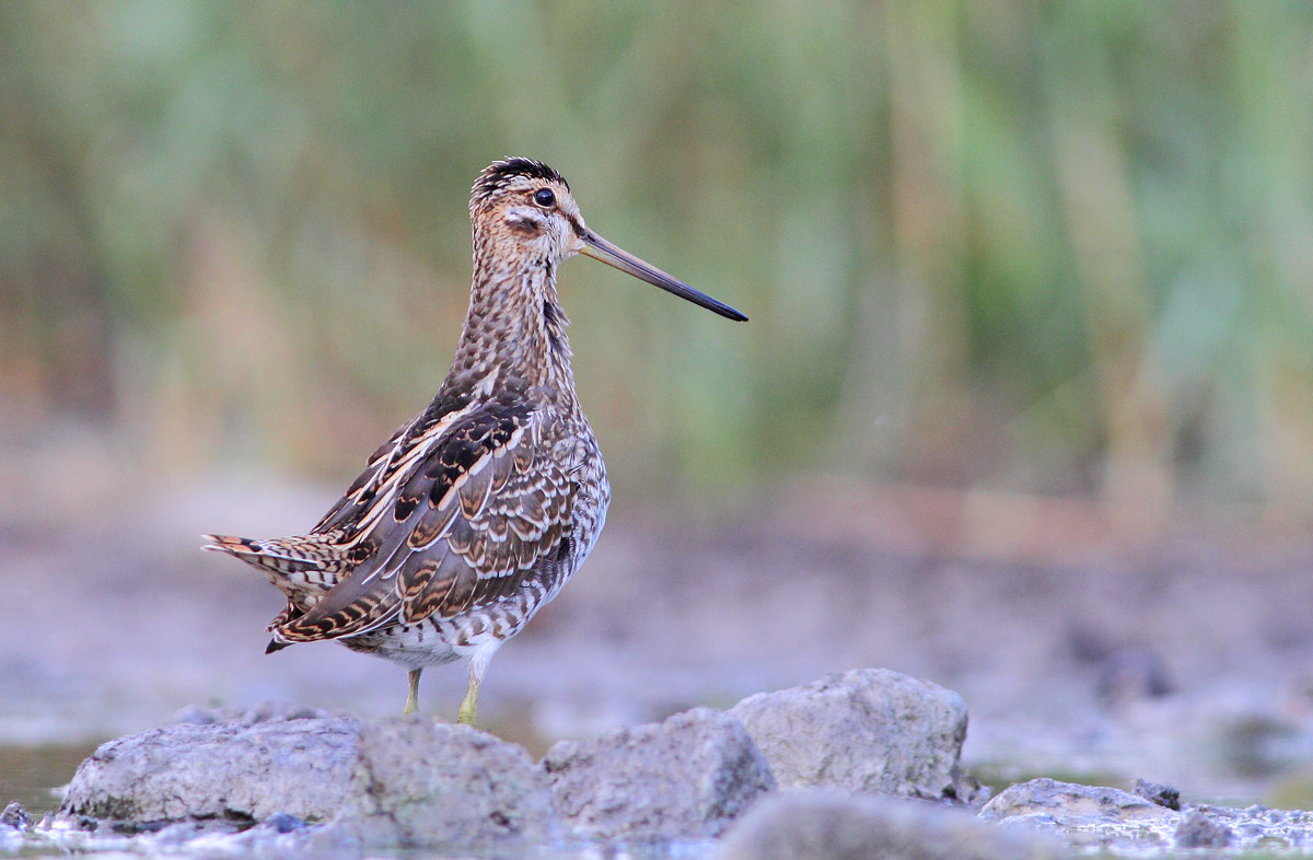 beccaccino o croccolone ?  Beccaccino (Gallinago gallinago)