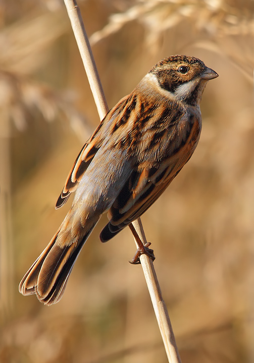 migliarino di palude