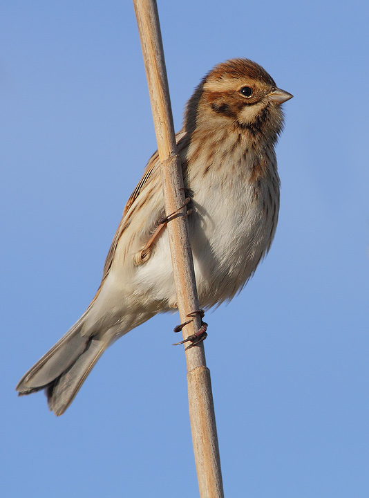 Migliarino di palude due