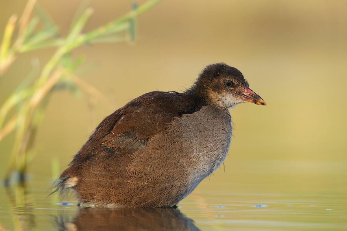 Giovane gallinella
