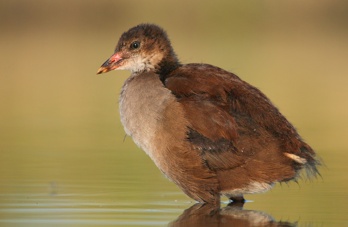 Giovane gallinella