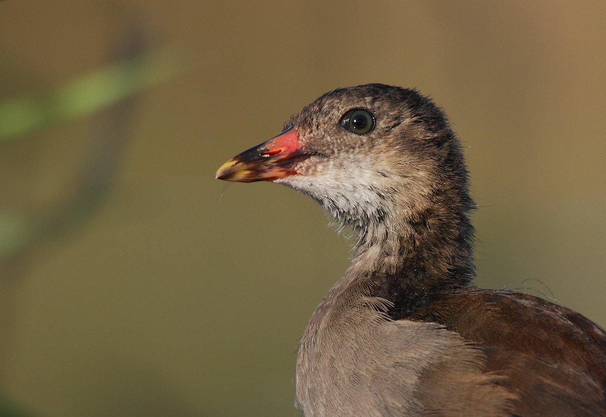 Giovane gallinella