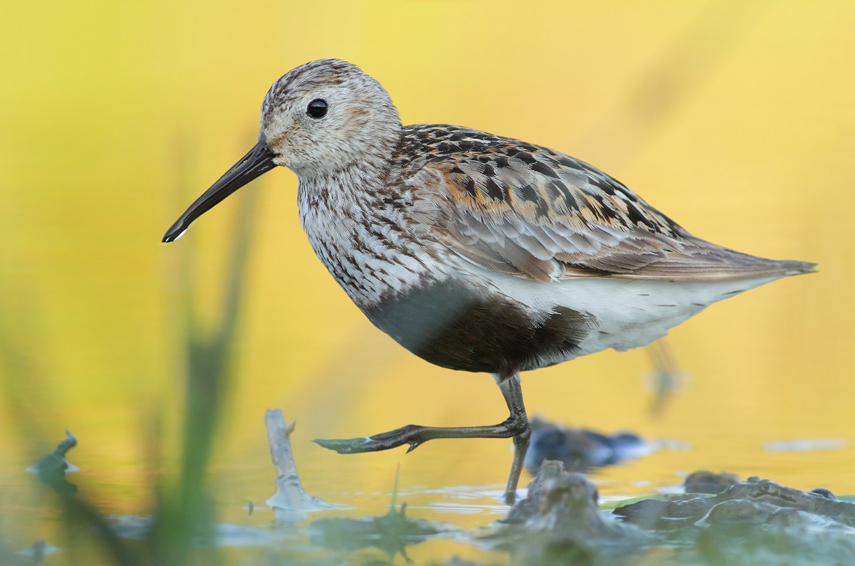 Piovanello pancianera