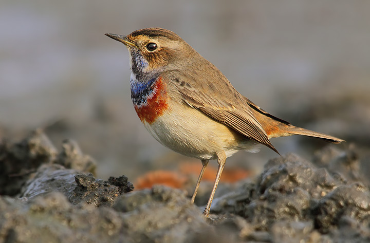 pettazzurro