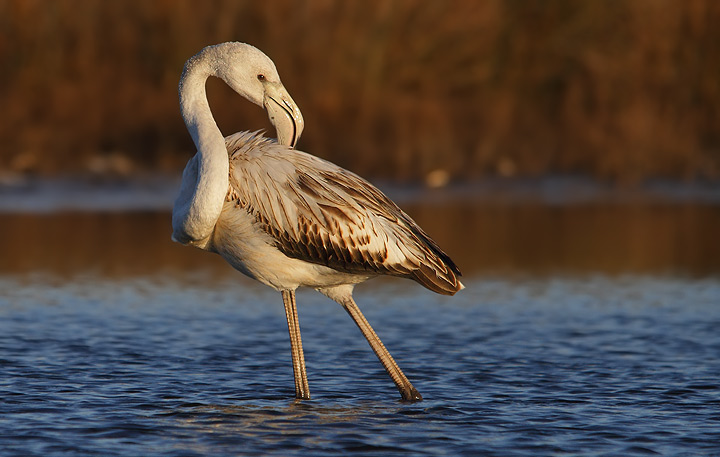 Giovani fenicotteri