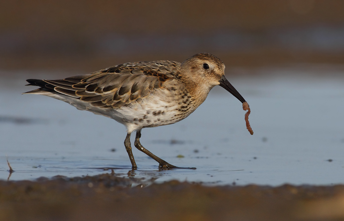 identificazione piovanelli