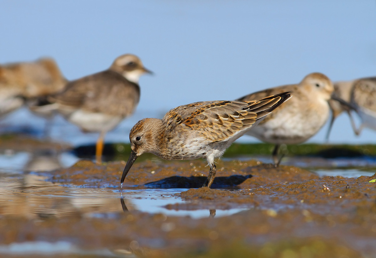identificazione piovanelli