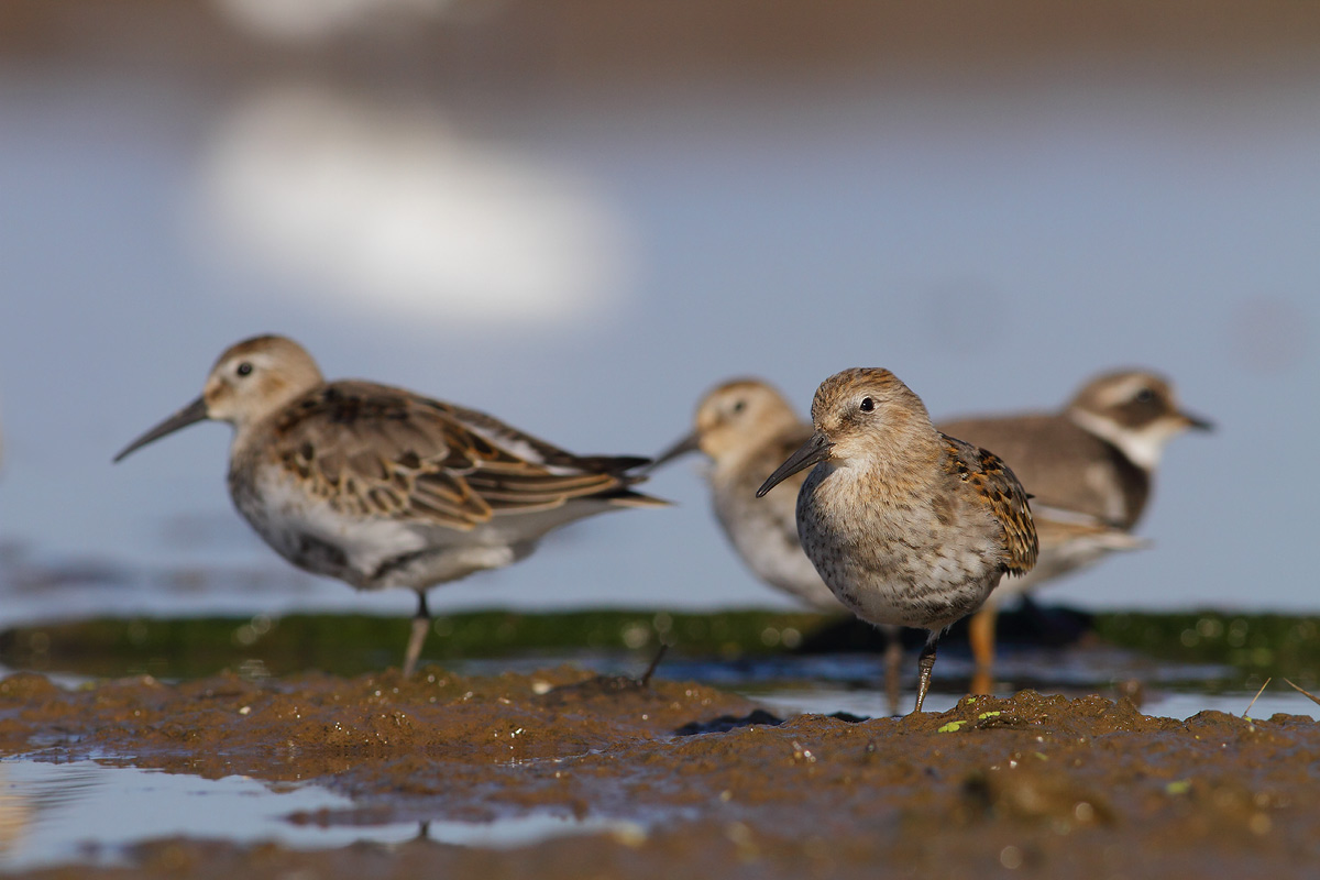 identificazione piovanelli
