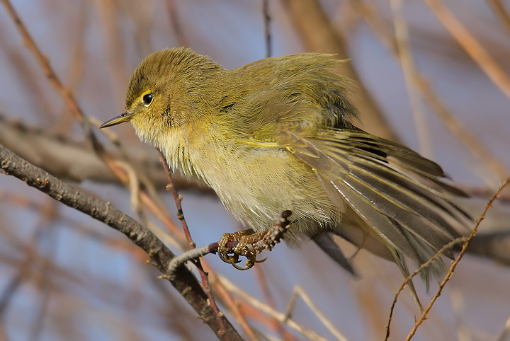 di che lu si tratta?