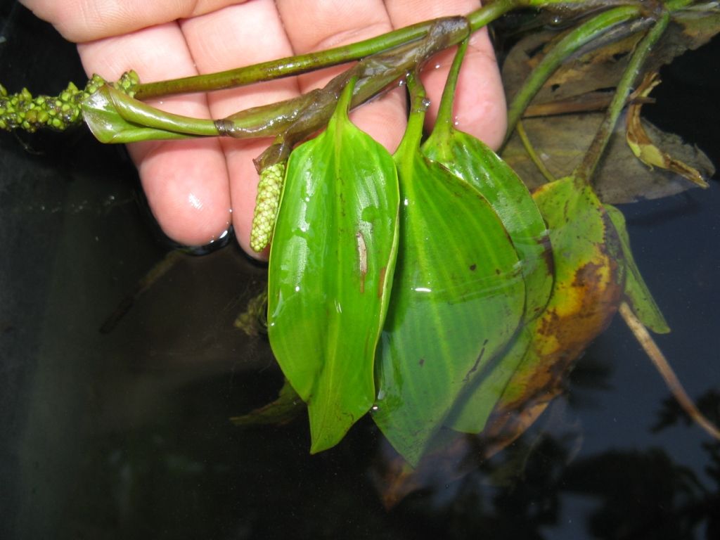 Potamogeton sp