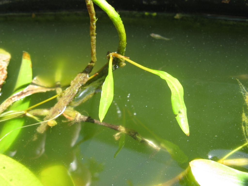 Dopo l''inverno, ancora dubbi sulla pianta... Potamogeton natans