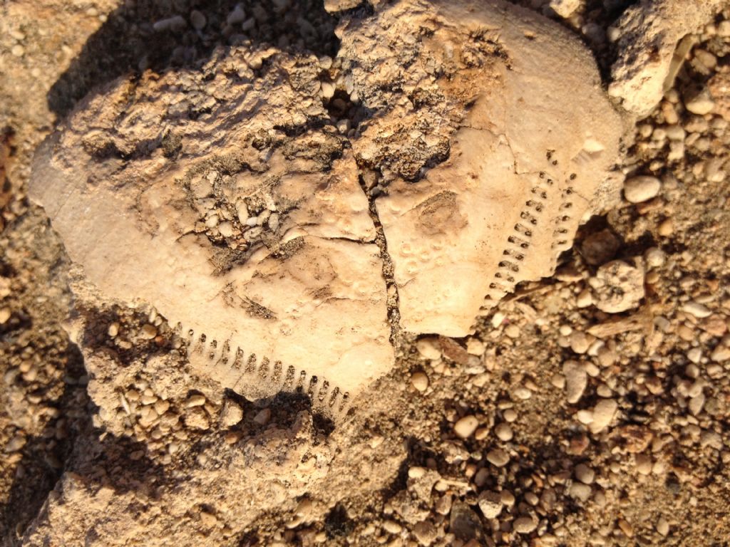 Che cos''? Frammento di echinide