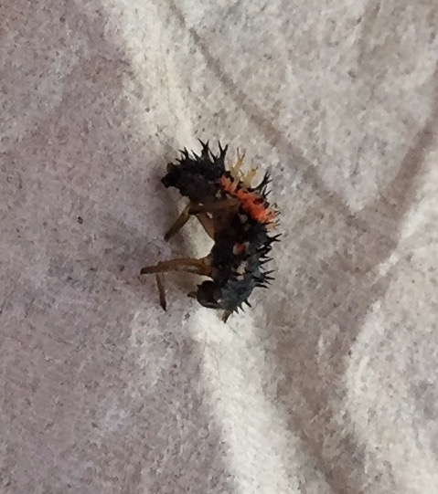 Coccinellidae: Larva di Harmonia axyridis