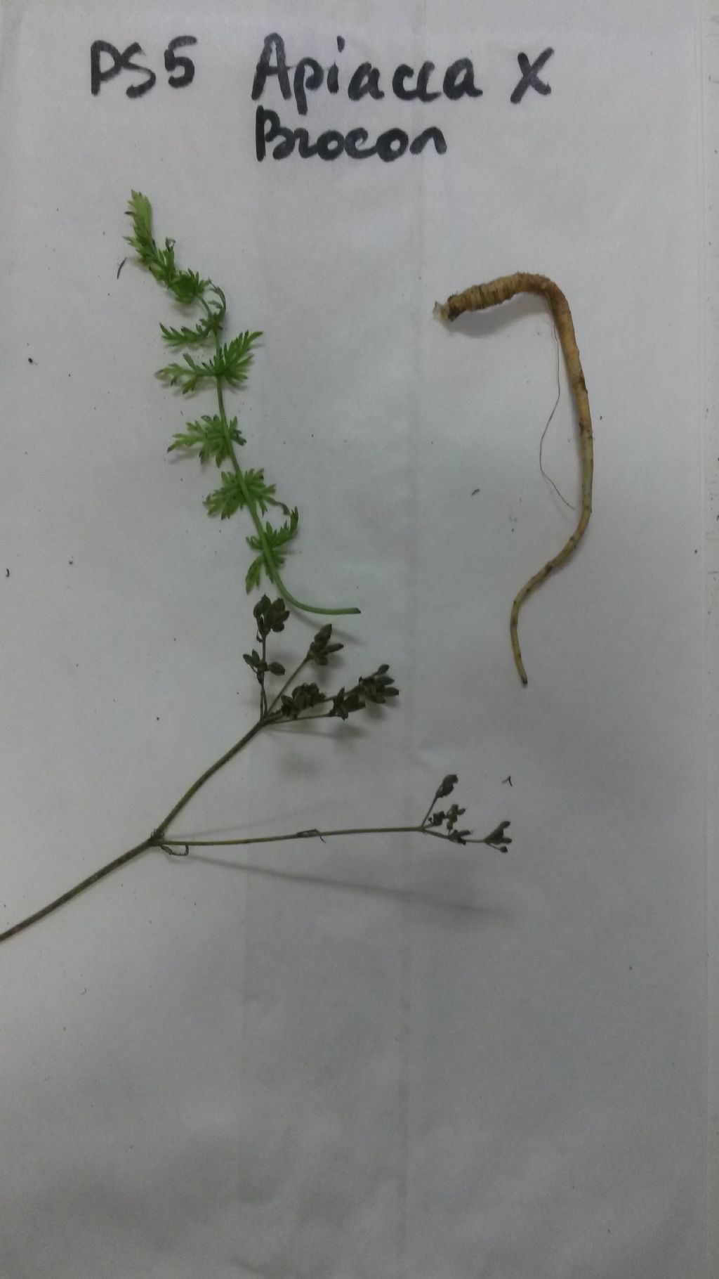 Dubbio specie alpina