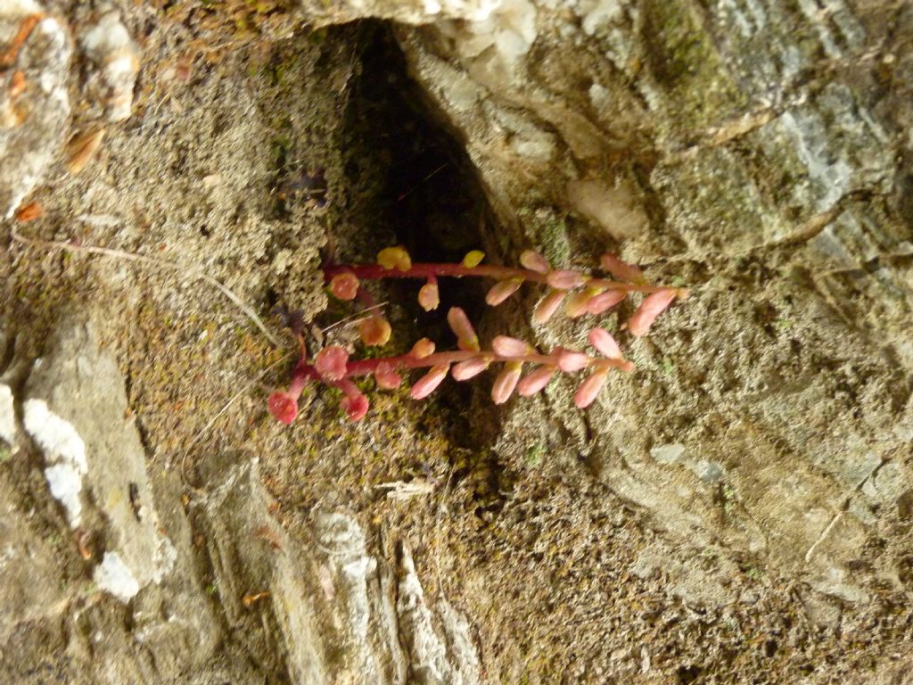 Umbilicus cfr. rupestris  (Saxifragales - Crassulaceae)