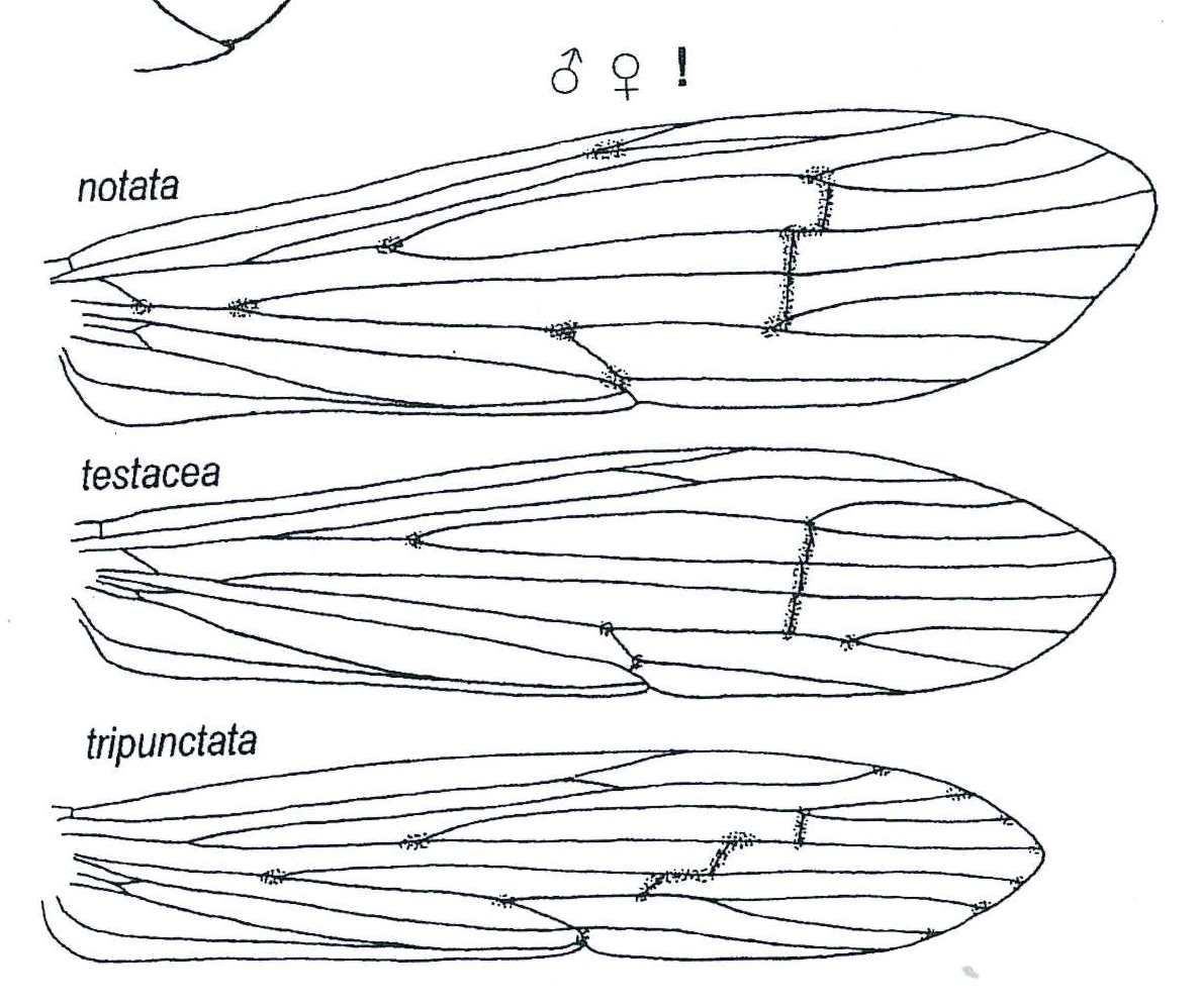 Leptoceridae:  Oecetis notata