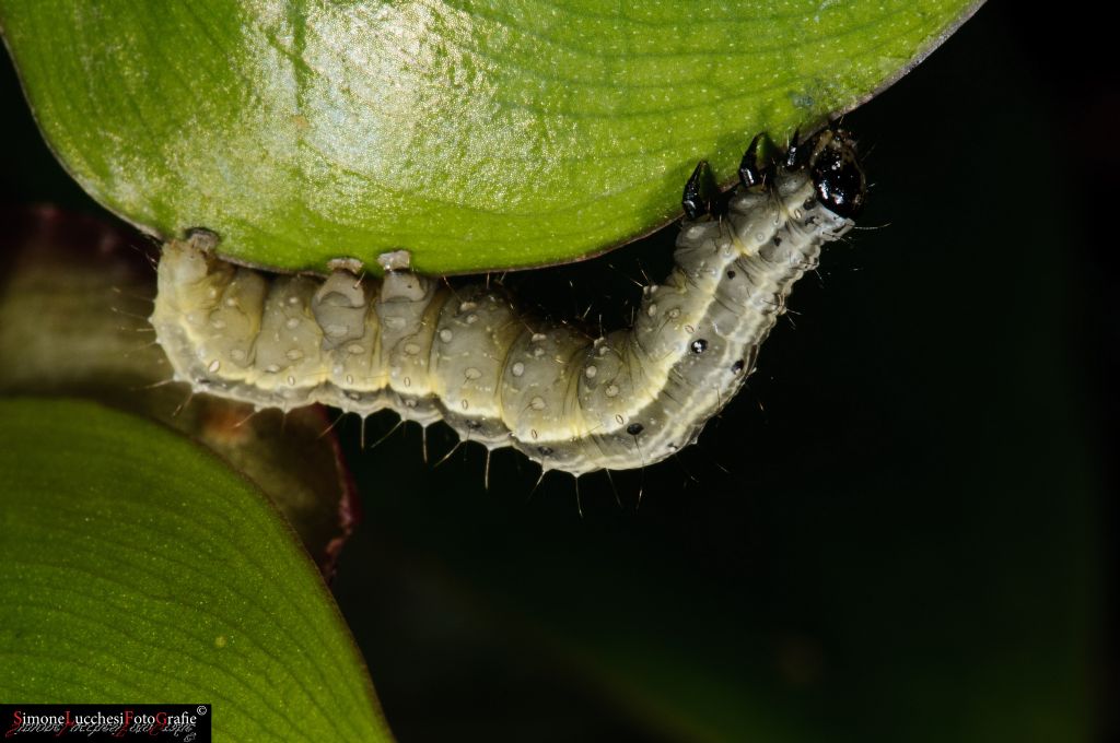 Bruco di nottuide (?) che non riesco a identificare - Noctuidae Plusiinae